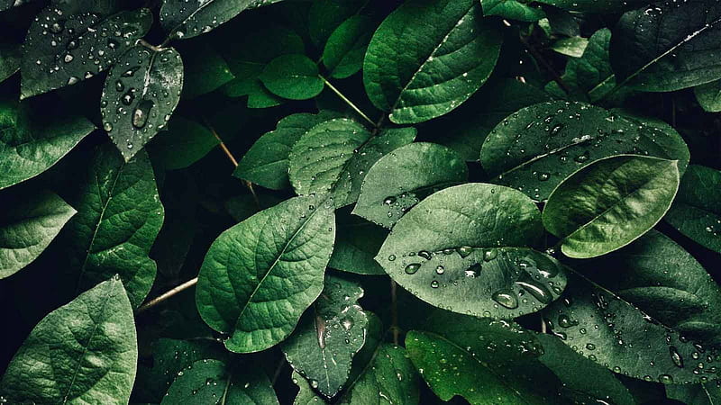 Closeup View Of Green Leaves Plants With Water Drops Green Aesthetic, HD wallpaper
