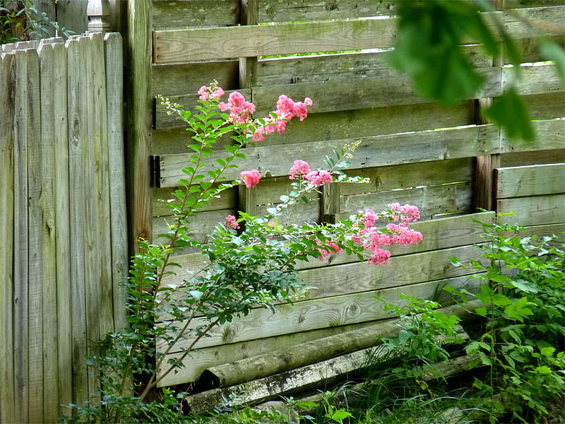 Flowers against old fence, fence, flowers, crepe myrtle, planks, pink, HD wallpaper