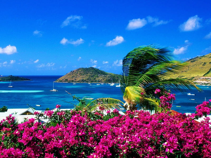 Bougainville, South Pacific, ocean, flowers, blossoms, island, HD wallpaper