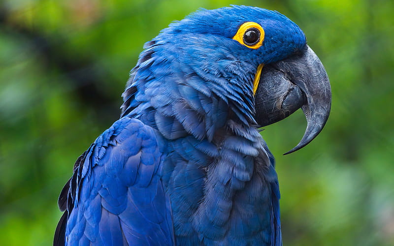 Hyacinth Macaw Parrot, macaw, bird, hyacinth, parrot, animal, HD wallpaper