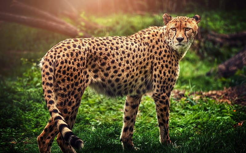 cheetah, wild cat, predator, wildlife, forest, HD wallpaper