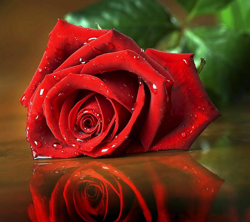 red roses wallpaper for desktop