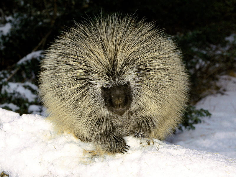 Porcupine, prickly, snow, winter, north american, HD wallpaper