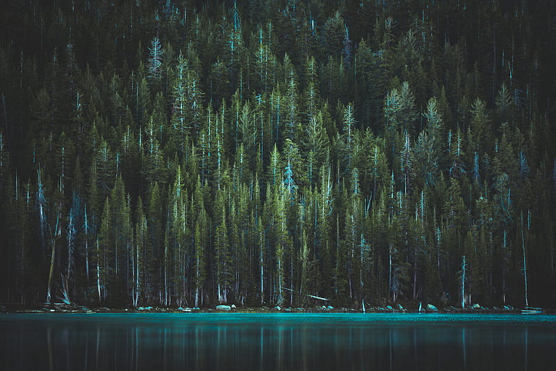 green pine trees near body of water, HD wallpaper