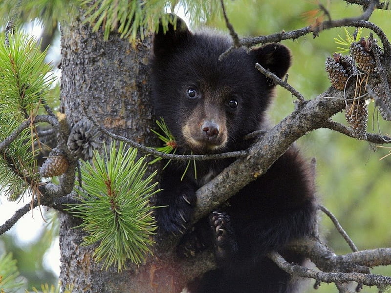 SILLY OLD BEAR, juveniles, babies, cubs, bears, forests, trees, pines, canada, HD wallpaper
