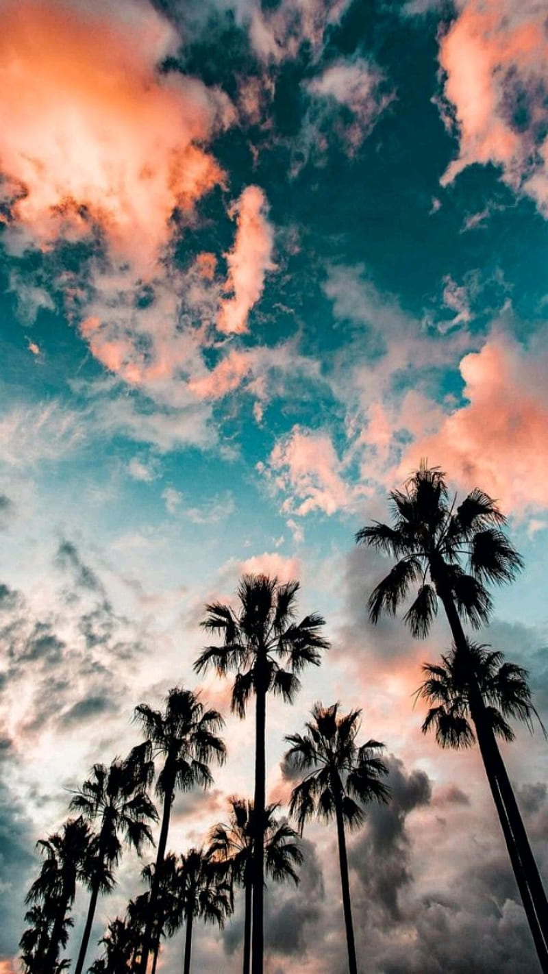 Colorful palm, trees, beach, HD phone wallpaper