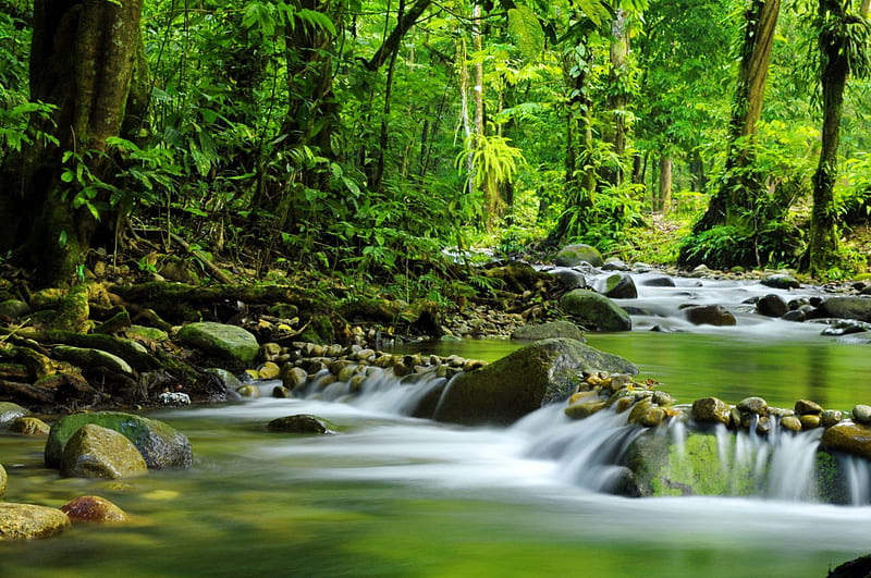 Tropical rainforest, stream, rocks, riverbank, shore, flow, grass, woods,  bonito, HD wallpaper | Peakpx