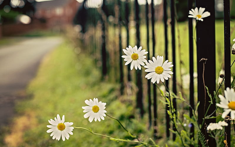 chamomile flowers fence-graphy, HD wallpaper