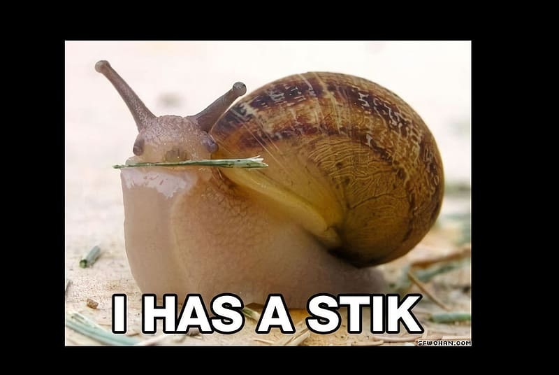 he has a stick, pet, fetch, snail, stick, HD wallpaper