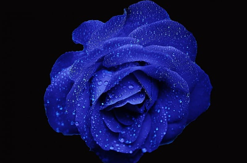 Trandafir Albastru, flower, rose, blue, macro, HD wallpaper