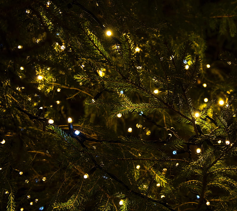 Lights In Tree, lights, christmas, xmas, tree, festive, holiday, HD wallpaper