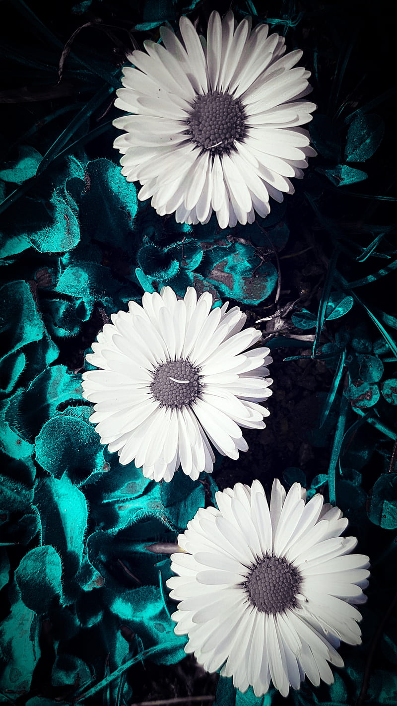 White flower trio, art, colour, flowers, natural, nature, three, vintage, HD phone wallpaper