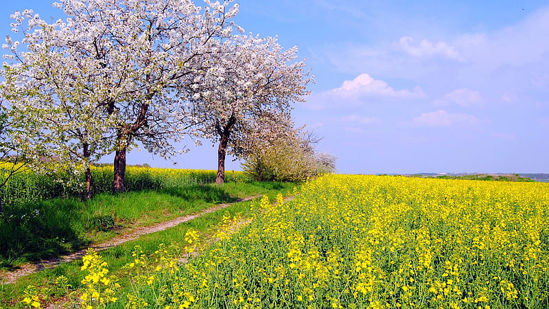 Sand Road Between White Blossom Spring Flowers And Yellow Flowers Field Under Blue White Clouds Sky Nature, HD wallpaper