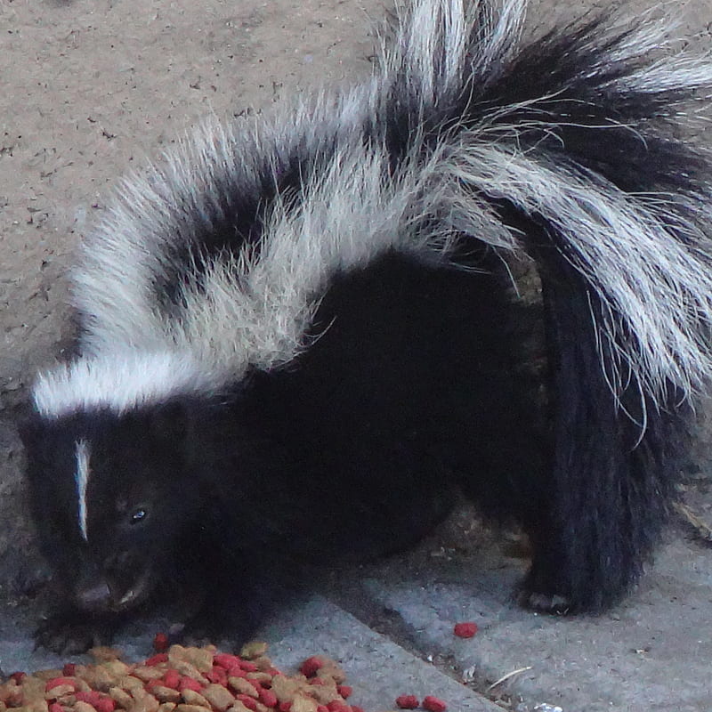skunk, californian skunk, house pet, HD phone wallpaper