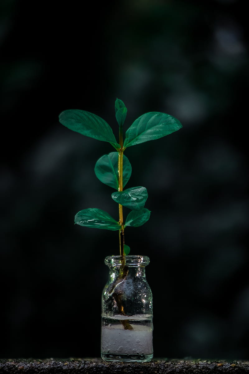 Little Plant, amoled, black, bottle, green, moody, nature, rain, salt, sea, HD phone wallpaper