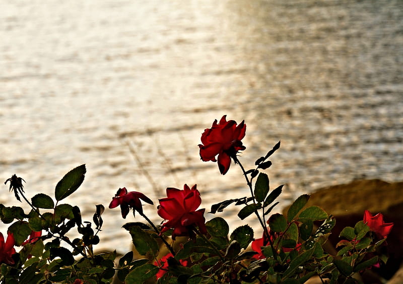 Roses at the Lake Side, Lake, Roses, Flowers, Nature, HD wallpaper