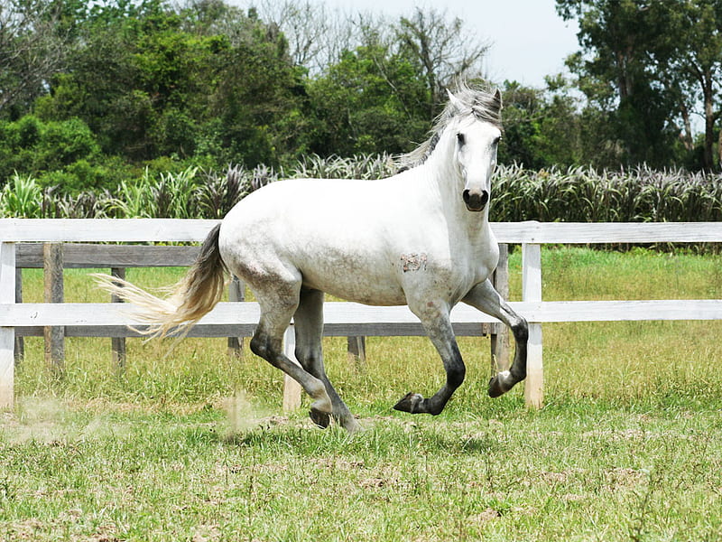 gray horse, i love horses, horse, horses, HD wallpaper
