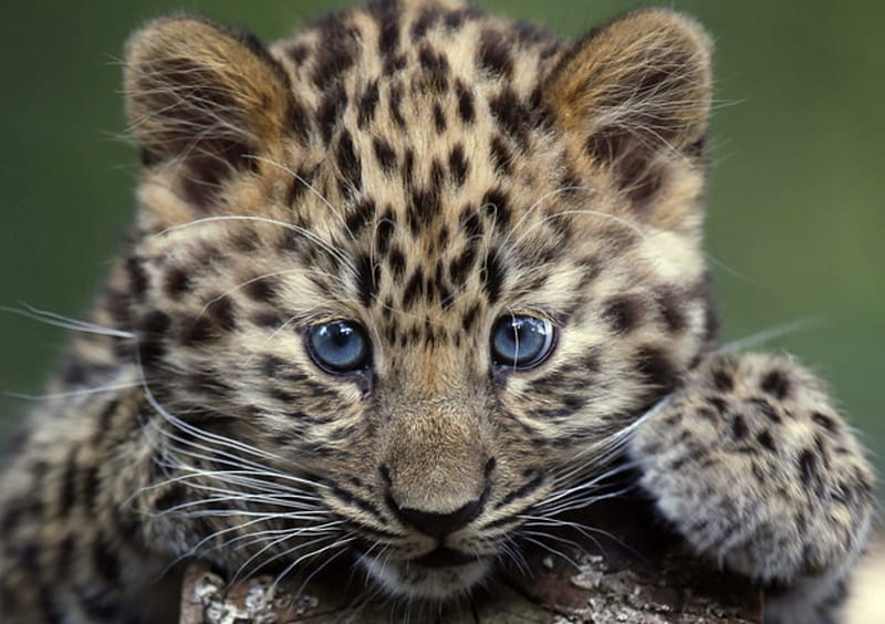 Amur Leopard Cub, Wild, Cats, Amur, Cub, Leopard, Animals, HD wallpaper