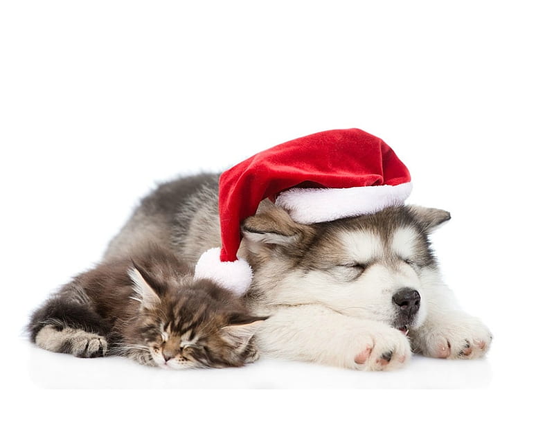 Waiting for Santa, red, sleep, craciun, christmas, paw, caine, cat ...
