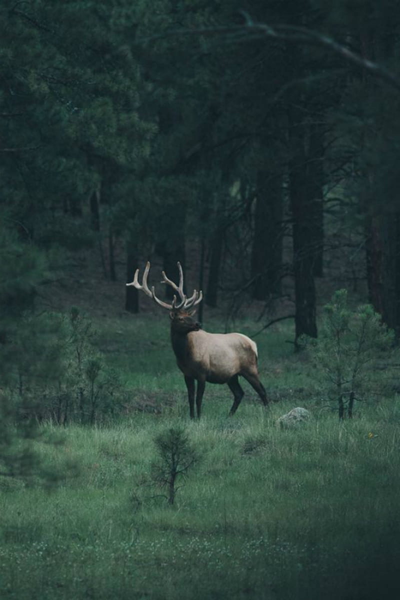 Into The Wild, deer, elk, hunting, hunter, wild, outdoors, bugle, trucks,  truck, HD phone wallpaper | Peakpx