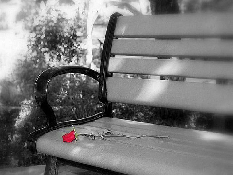 Untold story, black and white, red, bench, rose, HD wallpaper