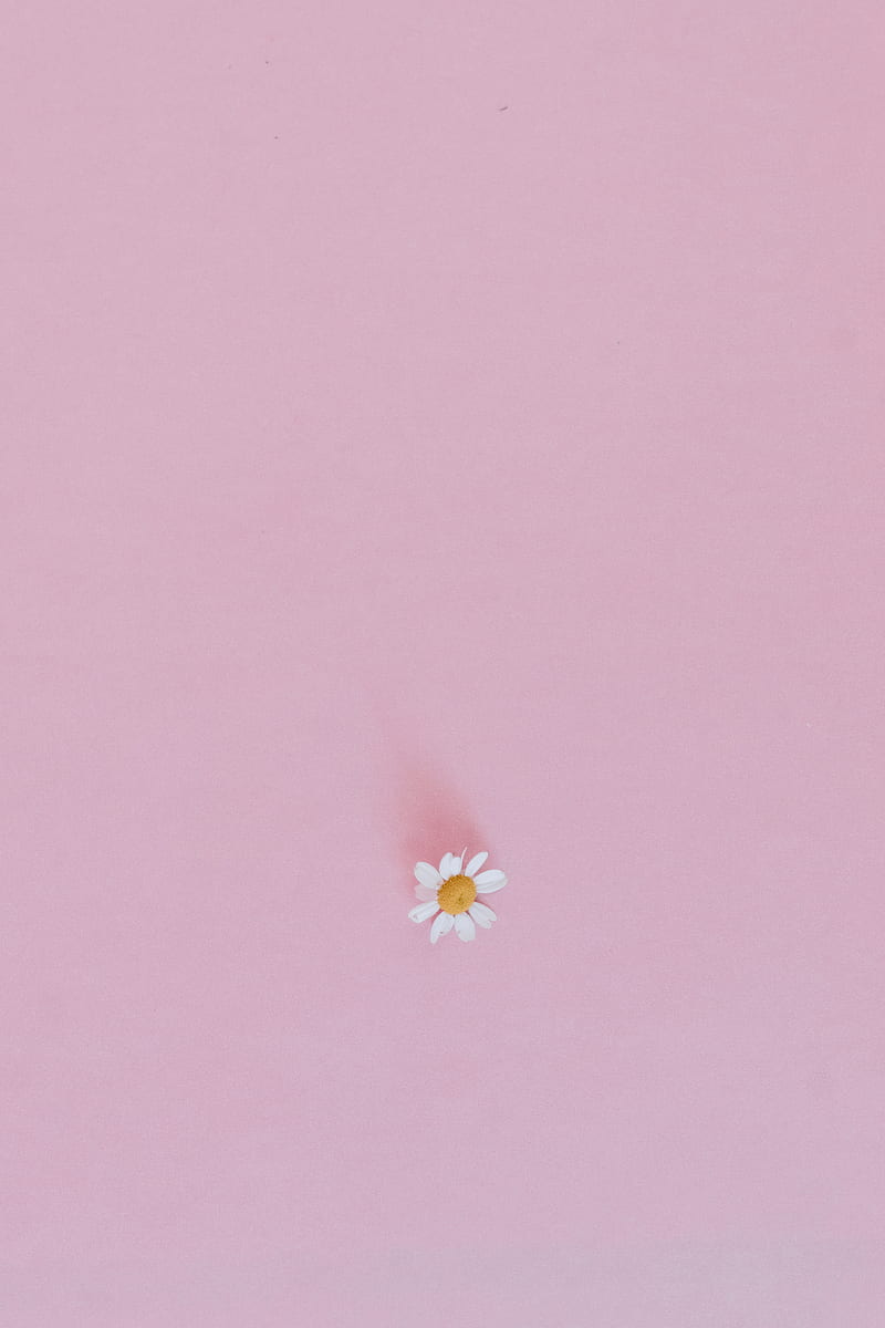 White and Yellow Flower on Pink Wall, HD phone wallpaper