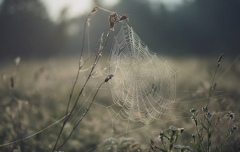 graphy, Spider Web, Depth Of Field, Macro, HD wallpaper