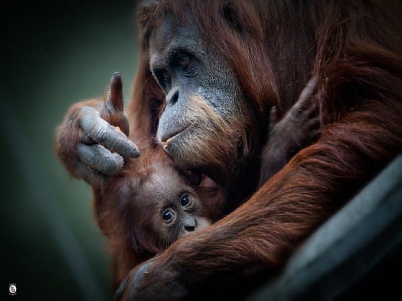 Tender Moment, protector, love, orangutans, babie, mother, tender, HD wallpaper