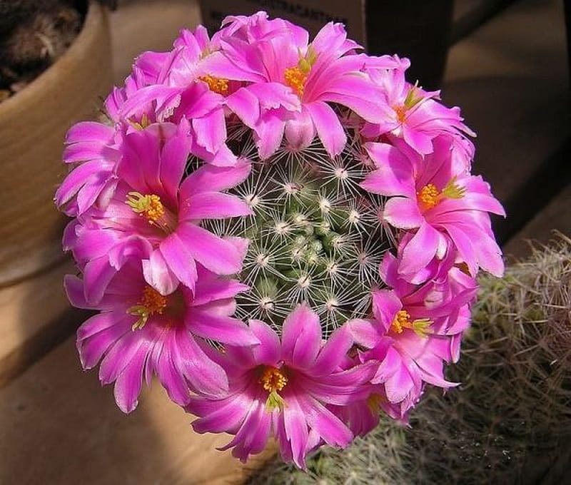 cactus, circle, bloom, pink, HD wallpaper