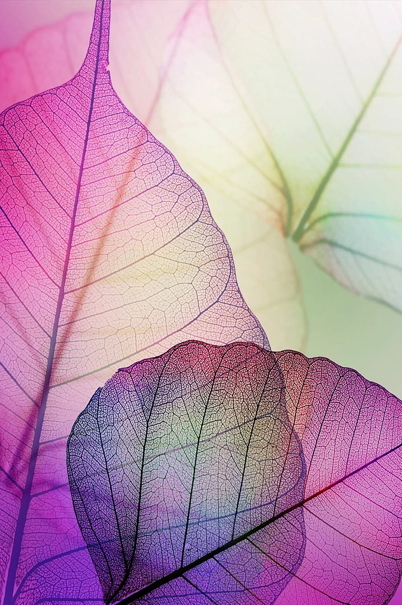 Leaf, purple, HD phone wallpaper