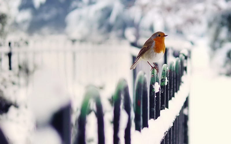 Robin on a snowy fence, European robin, 5 inches long, Diurnal, Robin redbreast, Robin, 9 inch wingspan, HD wallpaper