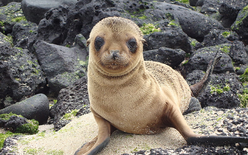 Sea lion funny animals, seal, Galapagos islands, HD wallpaper