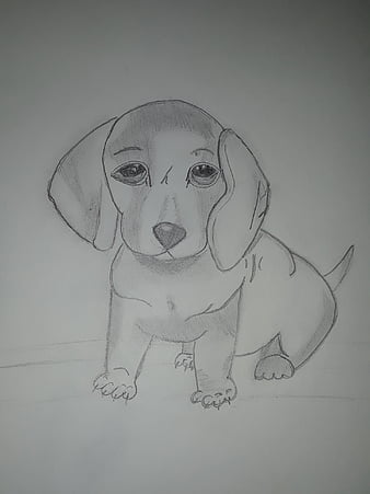 60min Animal Pencil Sketching  Puppy