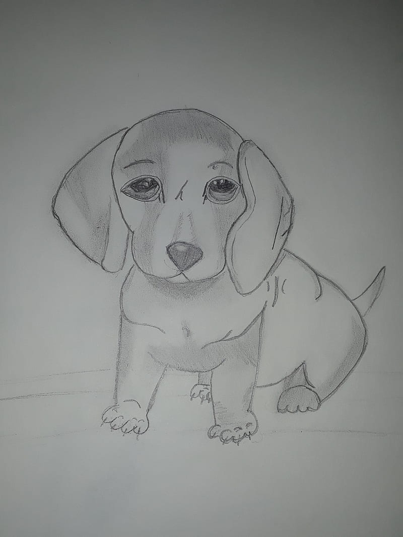 Dog sketches - Pencil drawings of dogs