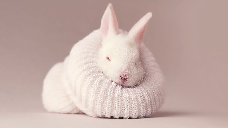 White Rabbit Newborn Bunny Covered With Woolen Knitted Cloth Rabbit, HD wallpaper