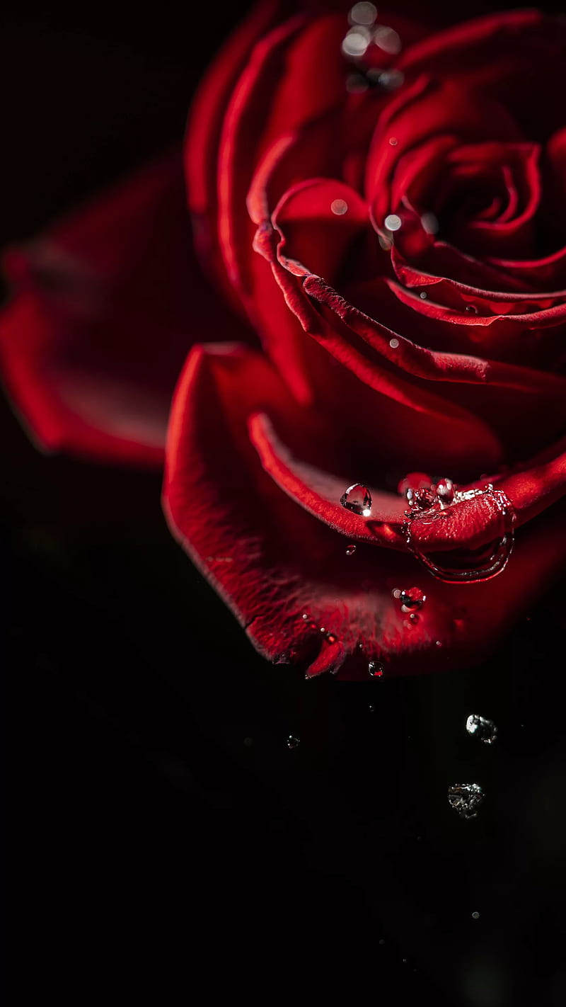 Red rose, love, flower, waterdrops, drops, HD phone wallpaper