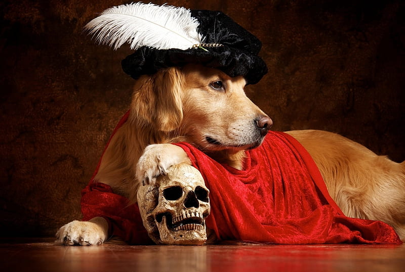 To be or not to be, red, labrador, black, creative, animal, hat, feather, funny, white, skull, dog, HD wallpaper