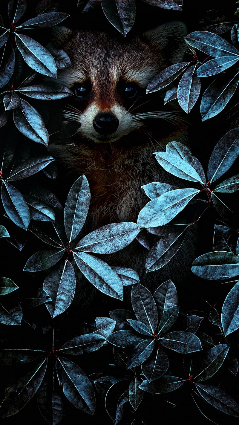 Cute racoon , disguise, leaves, raccoon, nature, animal, wild, cite, HD phone wallpaper