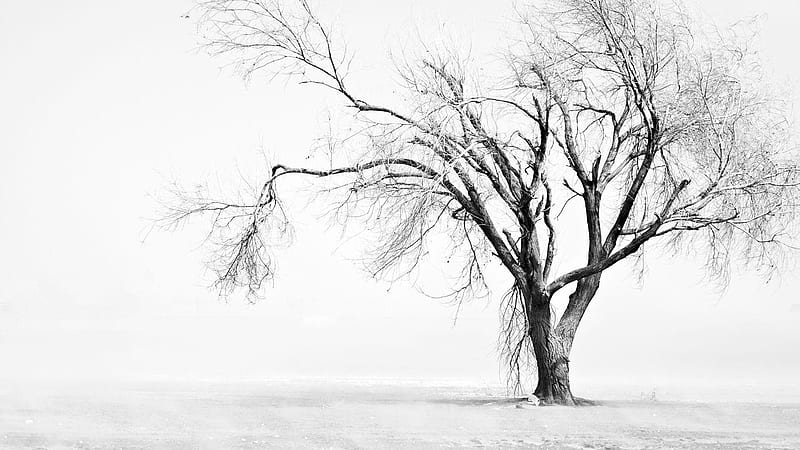 Tree In White Background White, HD wallpaper