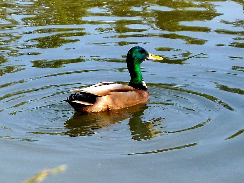 Mallard Duck, mallard, water, duck, lake, HD wallpaper