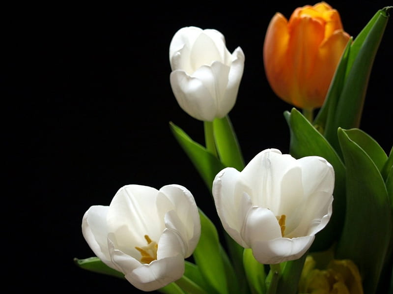 Tulip, bonito, white, orange, HD wallpaper