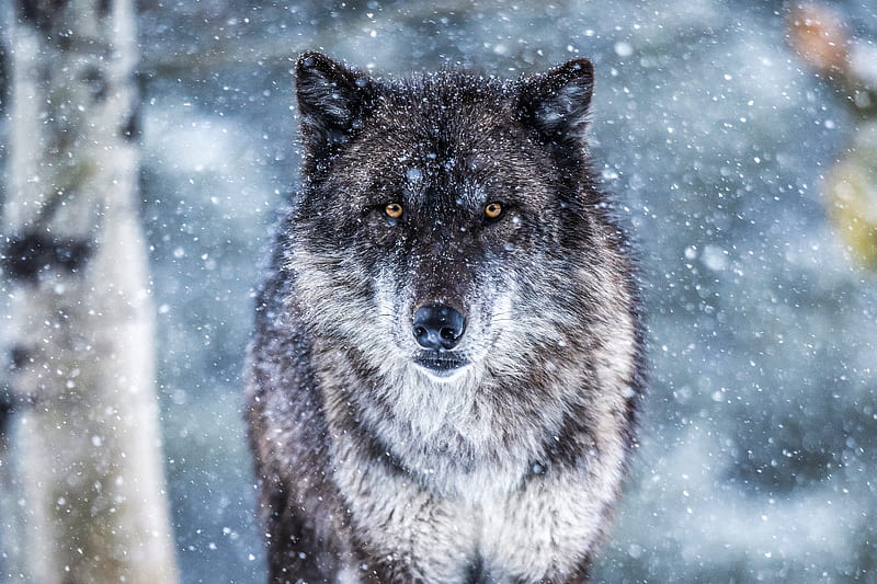 Impresionante de un lobo en la nieve, animal, naturaleza, lobo, nieve,  ojos, Fondo de pantalla HD | Peakpx