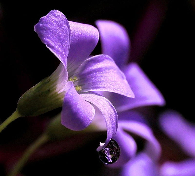 7 lágrimas, flor, violeta, lágrima, tristeza, Fondo de pantalla HD | Peakpx