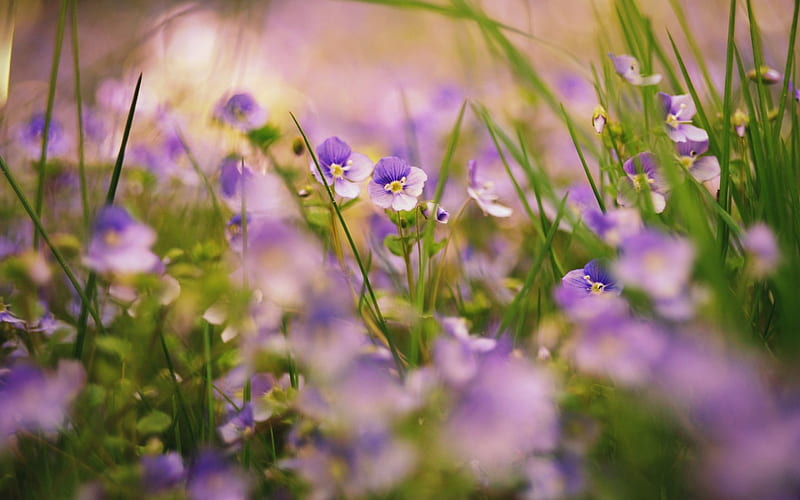 *Some spring flowers*, purple, bloom, green, sping, time, summer, flowers, nature, HD wallpaper