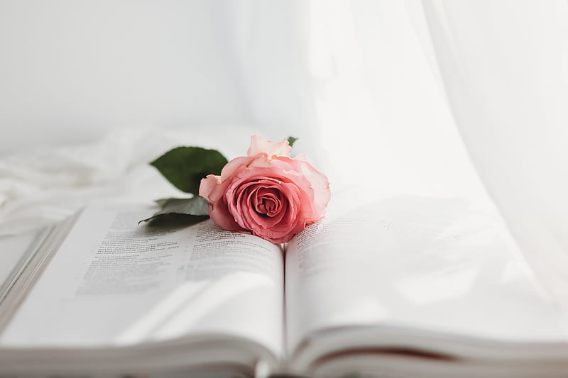 pink rose on white book page, HD wallpaper