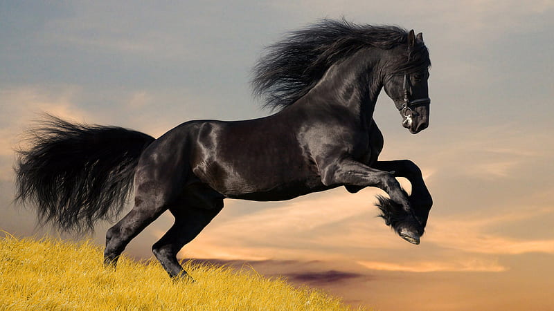 Black Horse Is Jumping On Green Grass Horse, HD wallpaper