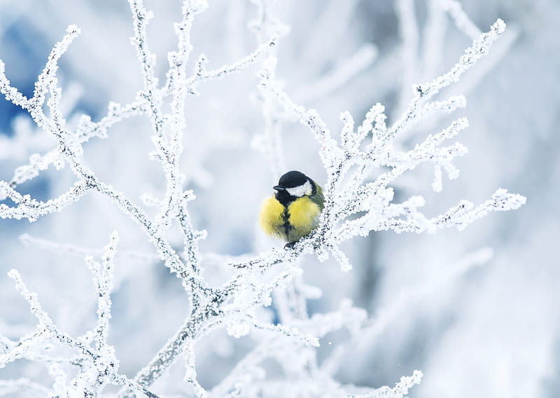 Winter, Birds, Snow, Bird, Branch, Animal, Titmouse, Great Tit, HD wallpaper