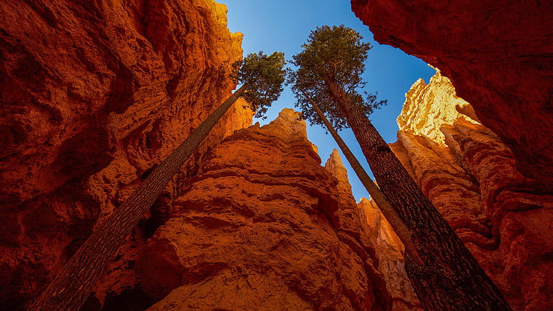 National Park, Bryce Canyon National Park, Canyon, Pine, Rock, Tree, USA, HD wallpaper