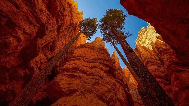 Pine, Canyon, Usa, Tree, , National Park, Bryce Canyon National Park, HD wallpaper