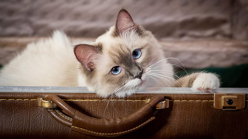 Cute White Cat Inside Bag Showing Head Outside Animals, HD wallpaper